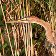 giovane, Pellegrina (VR), 10.08.2009