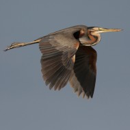 adulto in volo, Tessera (VE), 7.06.2009