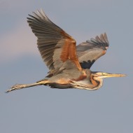 adulto in volo, Tessera (VE), 7.06.2009