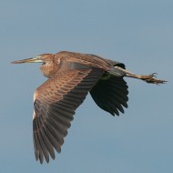 giovane in volo, luglio