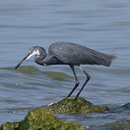 adulto, Pacengo (VR), 23.09.2018