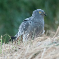 maschio adulto, giugno