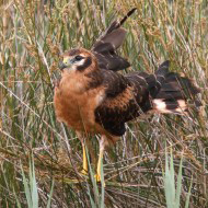 giovane, Sacca di Scardovari (RO), 26.07.2014