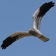 maschio adulto, Chioggia (VE), 18.05.2013