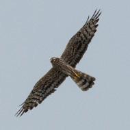 femmina adulta, giugno