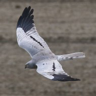 maschio adulto, Sacca di Scardovari (RO), 18.04.2015