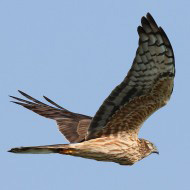 femmina adulta, Valle Vecchia (VE), 20.04.2015