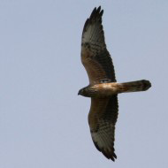 maschio 2 cy, maggio