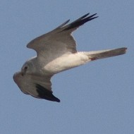 maschio adulto, Valle Vecchia (VE), 13.03.2010