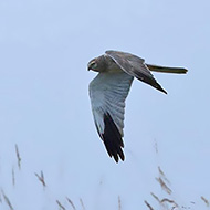 maschio adulto, Lessinia (VR), 8.09.2014
