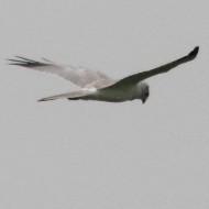 probabile maschio 3 cy, aprile