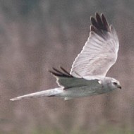 probabile maschio 3 cy, aprile