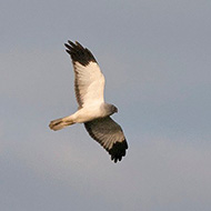 maschio adulto, dicembre