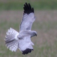 maschio adulto, marzo