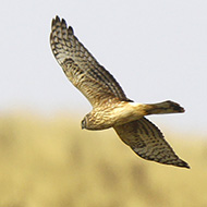 femmina adulta, Lessinia (VR), 12.10.2007