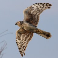 maschio immaturo, Val Paliaga (VE), 29.03.2016