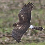 immaturo, Ca' Filippetto (VE), 6.12.2014