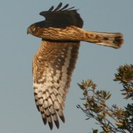 immaturo, Venezia, 21.12.2007