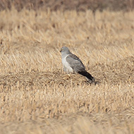 maschio, Isola della Scala (VR), 31.12.2013