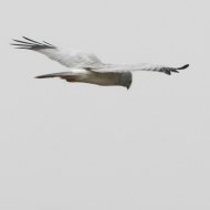 maschio immaturo, Ca' Pisani (RO), 19.01.2007