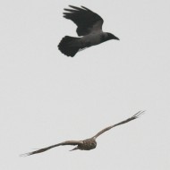 albanella reale con cornacchia grigia, Venezia, 6.12.2008