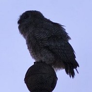 pullo, Verona, 17.05.2007