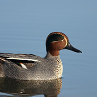 maschio, Oasi Brus� (VR), 4.04.2008