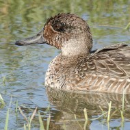 maschio in eclissi, agosto