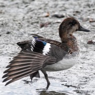 maschio in eclissi, agosto