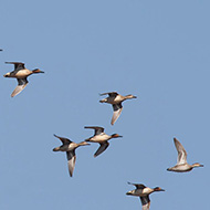 gruppo in volo, dicembre