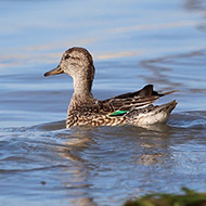 femmina con germano reale, Pacengo (VR), 7.11.2015