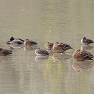 alzavole in eclissi con germani reali, settembre
