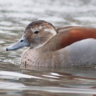 maschio, Pescantina (VR), 16.01.2011