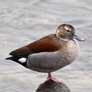 maschio, Pescantina (VR), 16.01.2011