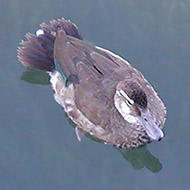 femmina, Peschiera del Garda (VR), 09.2003