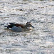 maschio con germano reale, Nassar - Verona, 23.01.2010