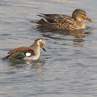 maschio con germano reale, Nassar - Verona, 23.01.2010