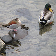 maschio con germano reale, Pescantina (VR), 15.01.2011