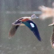 maschio, Valle Vecchia (VE), 20.08.2019