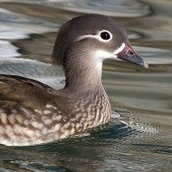 femmina, Montorio (VR), 25.01.2015