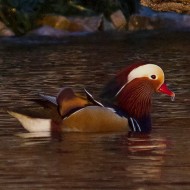 maschio, Punta San Vigilio (VR), 27.12.2013