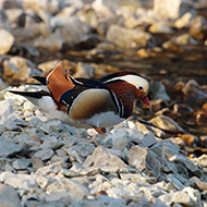 maschio, Punta San Vigilio (VR), 28.01.2018