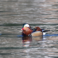 maschio, Punta San Vigilio (VR), 1.01.2014