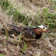 maschio, Ca Bizzassa (VE), 29.05.2013