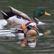 maschio con germano reale, novembre