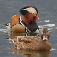 maschio con germano reale, novembre