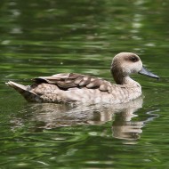 adulto in cattivit�, luglio
