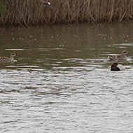 adulti con moriglione e gobbo rugginoso, aprile