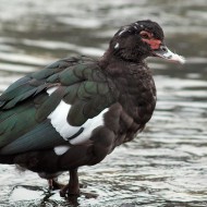 adulto, Pescantina (VR), 16.01.2011