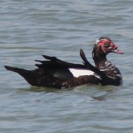 adulto, Cavanella d'Adige (VE), 28.05.2016